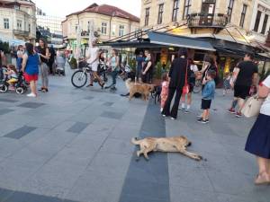 Над 47 000 евра платила Општина Битола лани оштета на граѓани каснати од кучиња