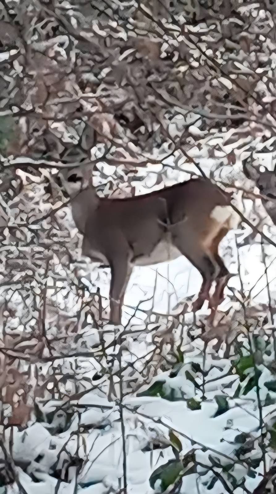 IMG bac949b8c3e02b83a86d69bd51995694 V