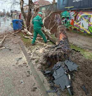 Битолски Комуналец итно го отстрани дрвото кое беше откорнато утрово од сообраќајка во Битола
