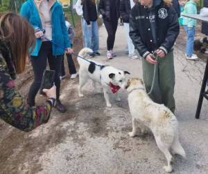 Сопствениците на кучиња да го почитуваат законот и да ги микрочипираат милениците, повикува АХВ