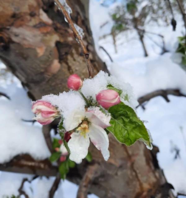 фото Зелена берза