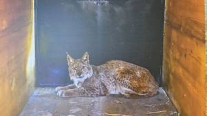 Во Инфоцентарот на Пелистер изложба за балканскиот рис