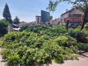 Дрвјата кај поранешната Ветеринарна станица жртва на самоволието на Општината, реагира СДСМ Битола