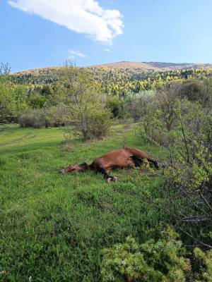 Мрша од коњ оставена на ливада во Битолско