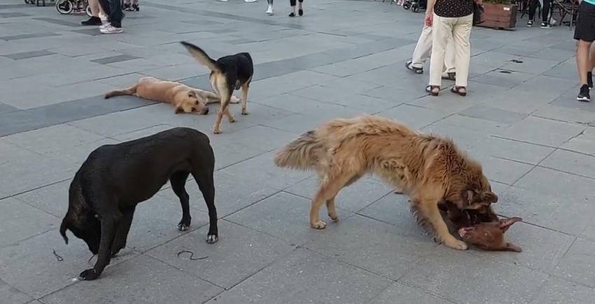 Пријавени два случаи - граѓани каснати од кучиња скитници во Битола