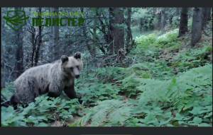 (Видео) Што "уловија" видео камерите на Пелистер