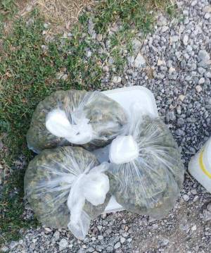 Притвор за 33 годишен битолчанец, во куќата му нашле половина килограм марихуана