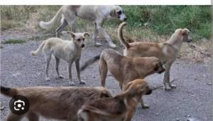 ОЈО Битола покрена обвинение за организаторите на борби со кучиња во село Црнеец