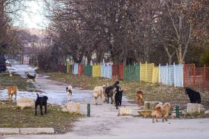 фото Ивона Кочов