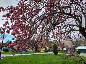 Розова пролет во Битола