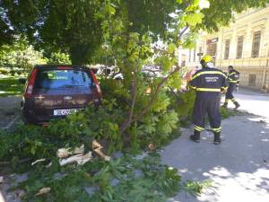 Силниот ветер скрши дрво во центарот на Битола и падна врз автомобили