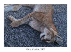 Балкански рис е најден угинат на патот Охрид-Ресен