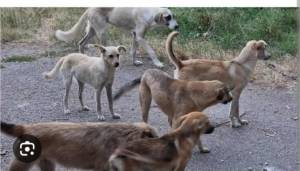 Во битолското село Црнеец имало борби со кучиња, полицијата уапси девет мажи од Битола, Штип и Косово