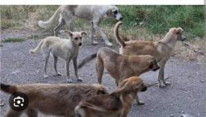 Битолското обвинителство побара притвор за организаторите на борби со кучиња во Црнеец, Судот ги смести во домашен притвор