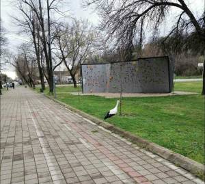 Фото на денот - Битола си има градски штрк