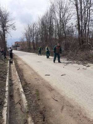 “Комуналец“ ги уредува дрворедите и во руралните средини