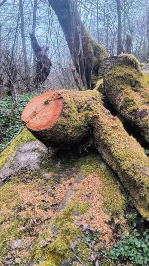 Дивосеча покрај реката во атарот на село Дихово!