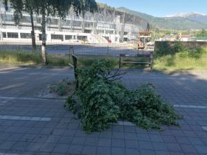 „Мајмуни“ искршиле младо дрво во Градскиот парк во Битола, нема крај на дивеењето низ градот!