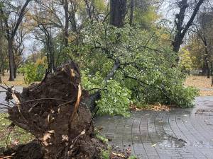 Од ветрот паднати дрвја на Градското шеталиште во Битола