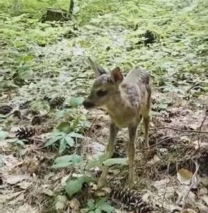На Пелистер спасено срнче од куче бездомник