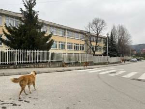 Глутница кучиња околу ОУ„Климент Охридски“ Битола, влеваат страв кај учениците, родители бараат неодложно решение на проблемот