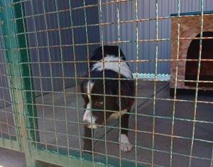 Демант - Прифатилиштето "Хачико" не е вклучено во труењето на кучиња низ Битола