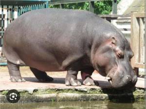 Угина нилскиот коњ Берта во Зоолошката градина во Битола