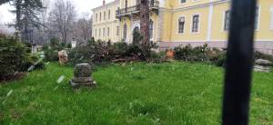 Пред Музејот во Битола се исечени две дрва за кои било констатирано од надлежните дека едното е исушено, а другото навалено