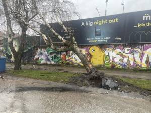 Фото вест - Од сообраќајка откарното дрво во центарот на Битола