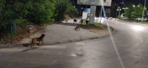 Општина Битола бара решение на проблемот со бездомните животни
