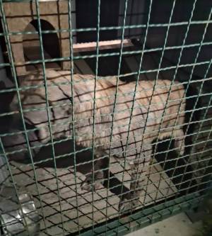 Битола - Четиригодишно девојче нападнато од Кангал напуштено сопственичко куче - Шинтерите итно го заловија