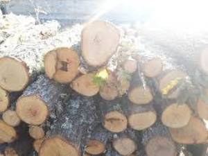 Дрвокрадци ујдисани со шумски полицаец од Демир Хисар, СВР му поднесе пријава